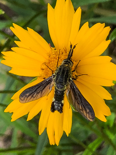 image of Coreopsis grandiflora var. grandiflora, Large-flowered Coreopsis, Largeflower Tickseed