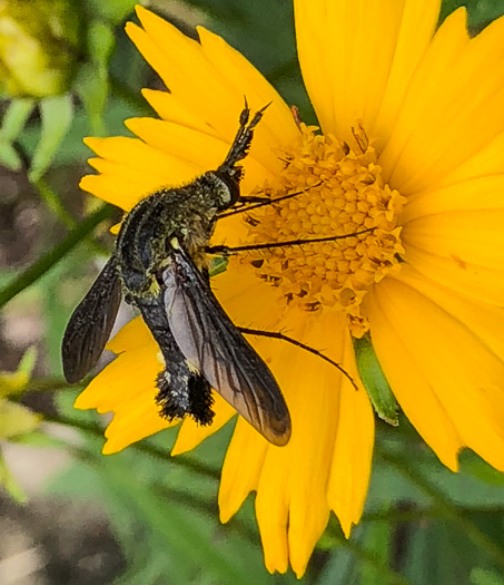 image of Coreopsis grandiflora var. grandiflora, Large-flowered Coreopsis, Largeflower Tickseed