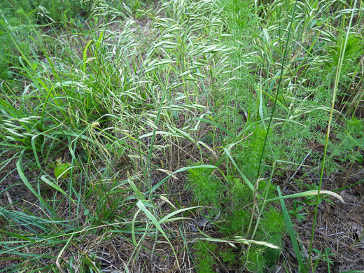 Bromus commutatus, Hairy Chess, Meadow Brome