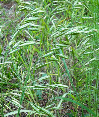 Bromus commutatus, Hairy Chess, Meadow Brome