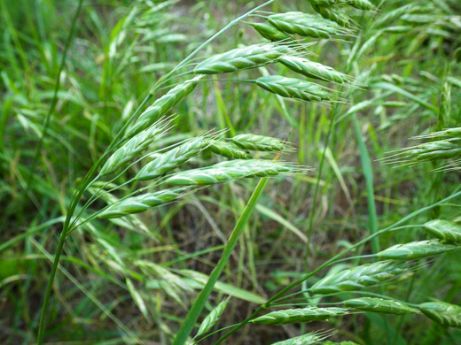 Bromus commutatus, Hairy Chess, Meadow Brome