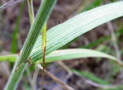 leaf or frond of Bromus commutatus, Hairy Chess, Meadow Brome