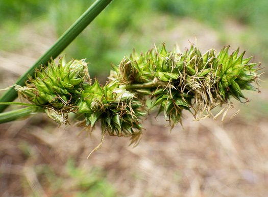 Carex gravida, Heavy Sedge, Pregnant Sedge