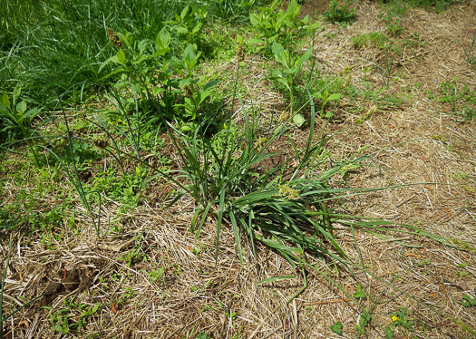 image of Carex gravida, Heavy Sedge, Pregnant Sedge