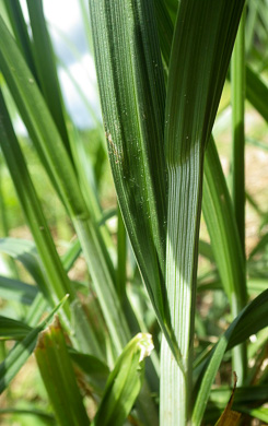 Carex gravida, Heavy Sedge, Pregnant Sedge