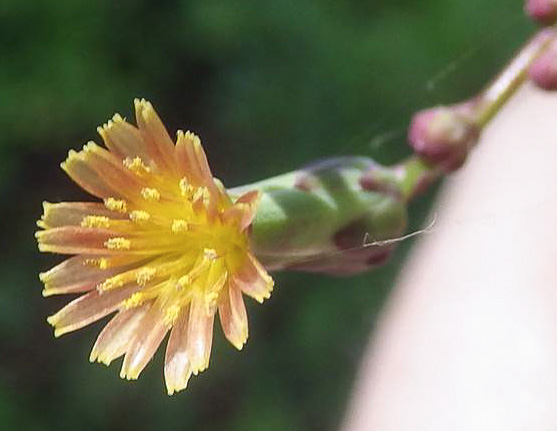 Red Wood Lettuce