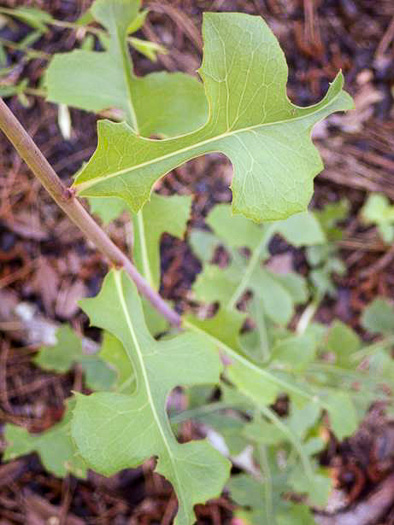 image of Lactuca hirsuta, Red Wood Lettuce, Downy Lettuce, Hairy Lettuce