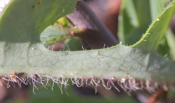 Lactuca hirsuta, Red Wood Lettuce, Downy Lettuce, Hairy Lettuce