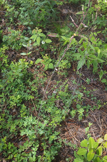 Lactuca hirsuta, Red Wood Lettuce, Downy Lettuce, Hairy Lettuce