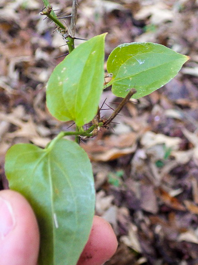 Smilax hispida var. hispida, Bristly Greenbrier, Hellfetter, Chinaroot, Chaneyroot