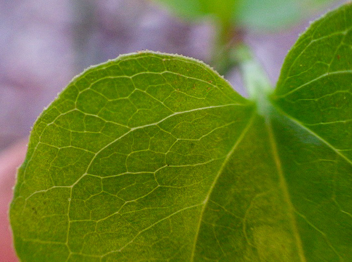 Smilax hispida var. hispida, Bristly Greenbrier, Hellfetter, Chinaroot, Chaneyroot