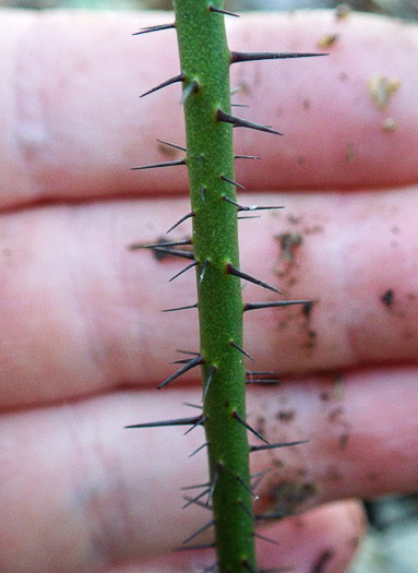 Smilax hispida var. hispida, Bristly Greenbrier, Hellfetter, Chinaroot, Chaneyroot