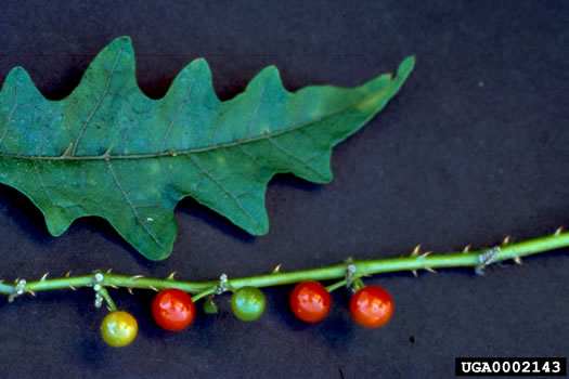 leaf or frond of Solanum tampicense, Wetland Nightshade, Aquatic Soda Apple