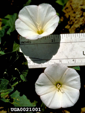 image of Convolvulus arvensis, Field Bindweed, Creeping Jenny, Possession-vine, Cornbind