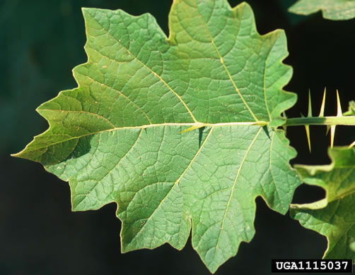 leaf or frond of Solanum viarum, Tropical Soda-apple