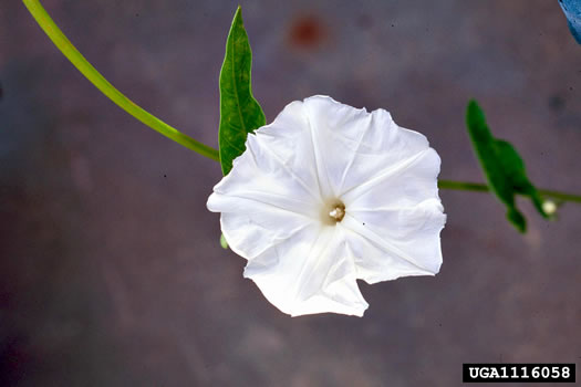 image of Ipomoea aquatica, Water-spinach, Swamp Morning Glory
