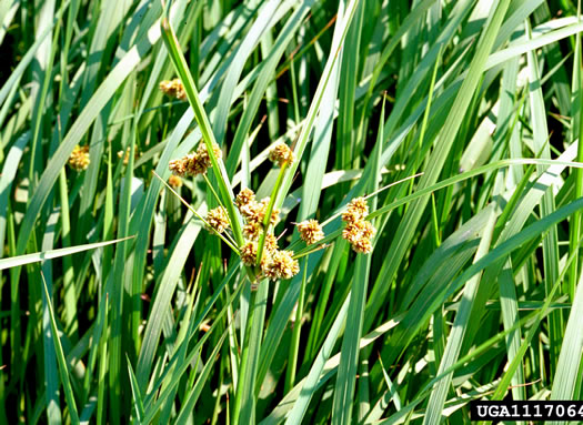 image of Cyperus entrerianus, Deep-rooted Sedge, Woodrush Flatsedge