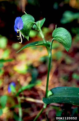 image of Commelina communis, Asiatic Dayflower, Common Dayflower