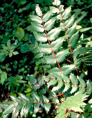 image of Mahonia nervosa, Cascade Oregon Grape, Cascades Mahonia