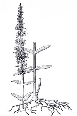 drawing of Lythrum salicaria, Purple Loosestrife
