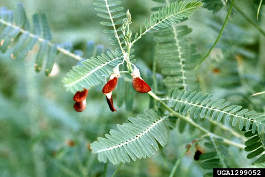 Sesbania herbacea, Bigpod Sesbania, Coffee-weed, Indigo-weed, Hemp Sesbania