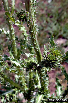 image of Carduus nutans, Nodding Thistle, Musk Thistle