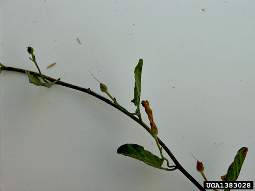 image of Convolvulus arvensis, Field Bindweed, Creeping Jenny, Possession-vine, Cornbind