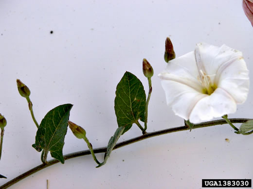 image of Convolvulus arvensis, Field Bindweed, Creeping Jenny, Possession-vine, Cornbind