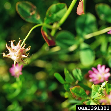 fruit of Trifolium resupinatum, Persian Clover, Reversed Clover