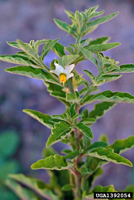 image of Solanum pseudocapsicum, Jerusalem-cherry