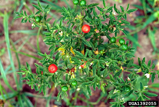 berry: Solanum pseudocapsicum, Jerusalem-cherry