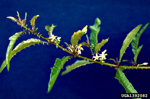 image of Solanum tampicense, Wetland Nightshade, Aquatic Soda Apple