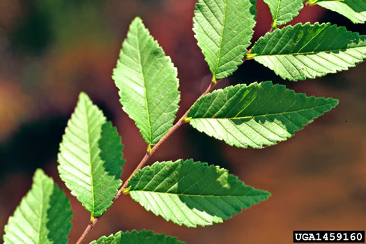 image of Ulmus pumila, Siberian Elm, Dwarf Elm