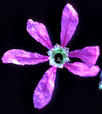 image of Lythrum salicaria, Purple Loosestrife