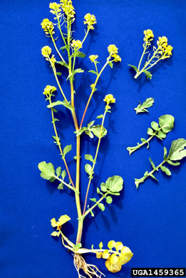 image of Barbarea vulgaris, Yellow Rocket-cress, Common Winter-cress, Yellow Rocket, Creasy