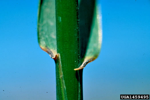 image of Elymus repens, Quackgrass, Dog-grass, Witchgrass