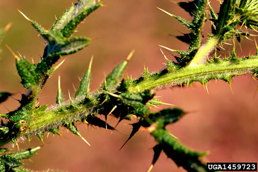 image of Cirsium vulgare, Bull Thistle