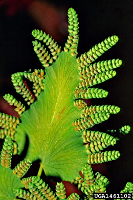 image of Lygodium microphyllum, Old World Climbing Fern, Small-leaf Climbing Fern