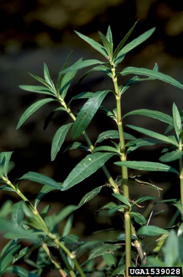 Alternanthera philoxeroides, Alligator-weed