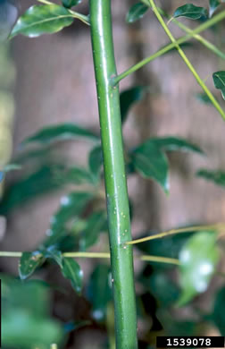 image of Camphora officinarum, Camphortree