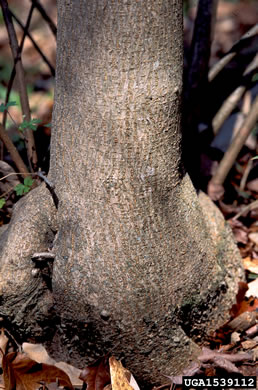 image of Broussonetia papyrifera, Paper Mulberry