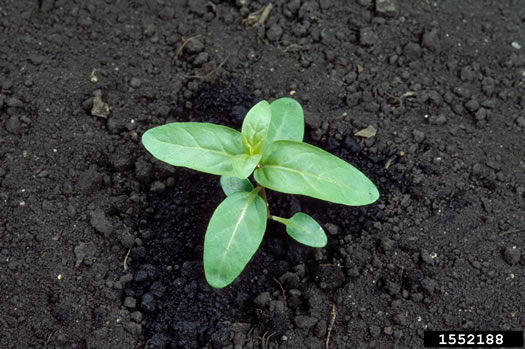 image of Lythrum salicaria, Purple Loosestrife