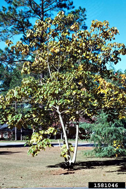 image of Vernicia fordii, Tung-oil Tree