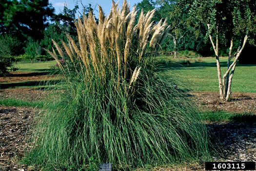 image of Cortaderia selloana, Pampasgrass