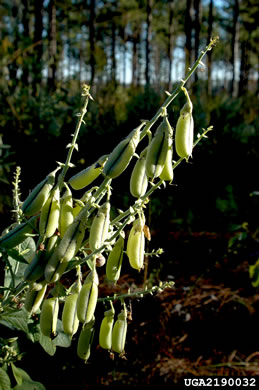 image of Crotalaria spectabilis, Showy Rattlebox