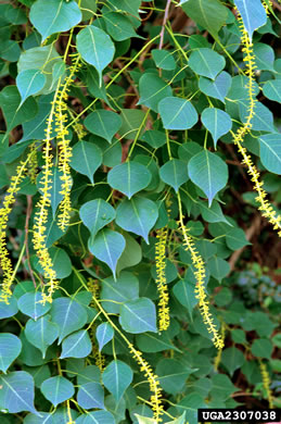 image of Triadica sebifera, Popcorn Tree, Chinese Tallow-tree