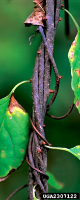 image of Celastrus orbiculatus, Oriental Bittersweet