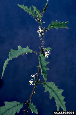 flower of Solanum tampicense, Wetland Nightshade, Aquatic Soda Apple