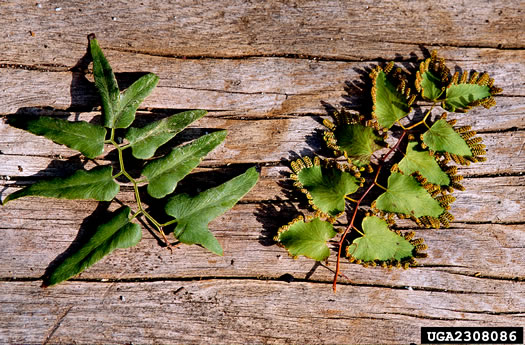 image of Lygodium microphyllum, Old World Climbing Fern, Small-leaf Climbing Fern