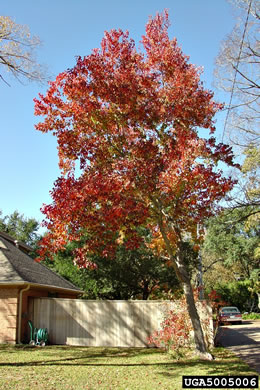 image of Triadica sebifera, Popcorn Tree, Chinese Tallow-tree